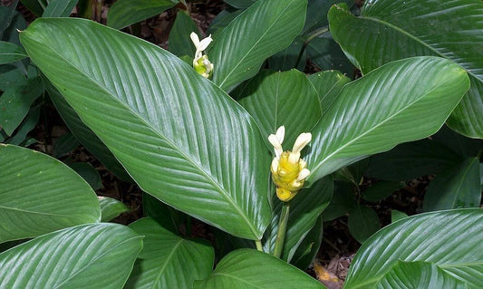 Marantifolia Calathea Seeds - 25+ Pack - Tropical Indoor Plant Seeds - Calathea marantifolia - USA Seller