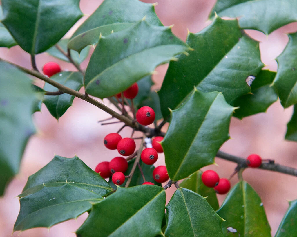 American Holly Seeds - 30 Pack, Ilex Opaca, Southern Variety for Landscaping and Garden Use