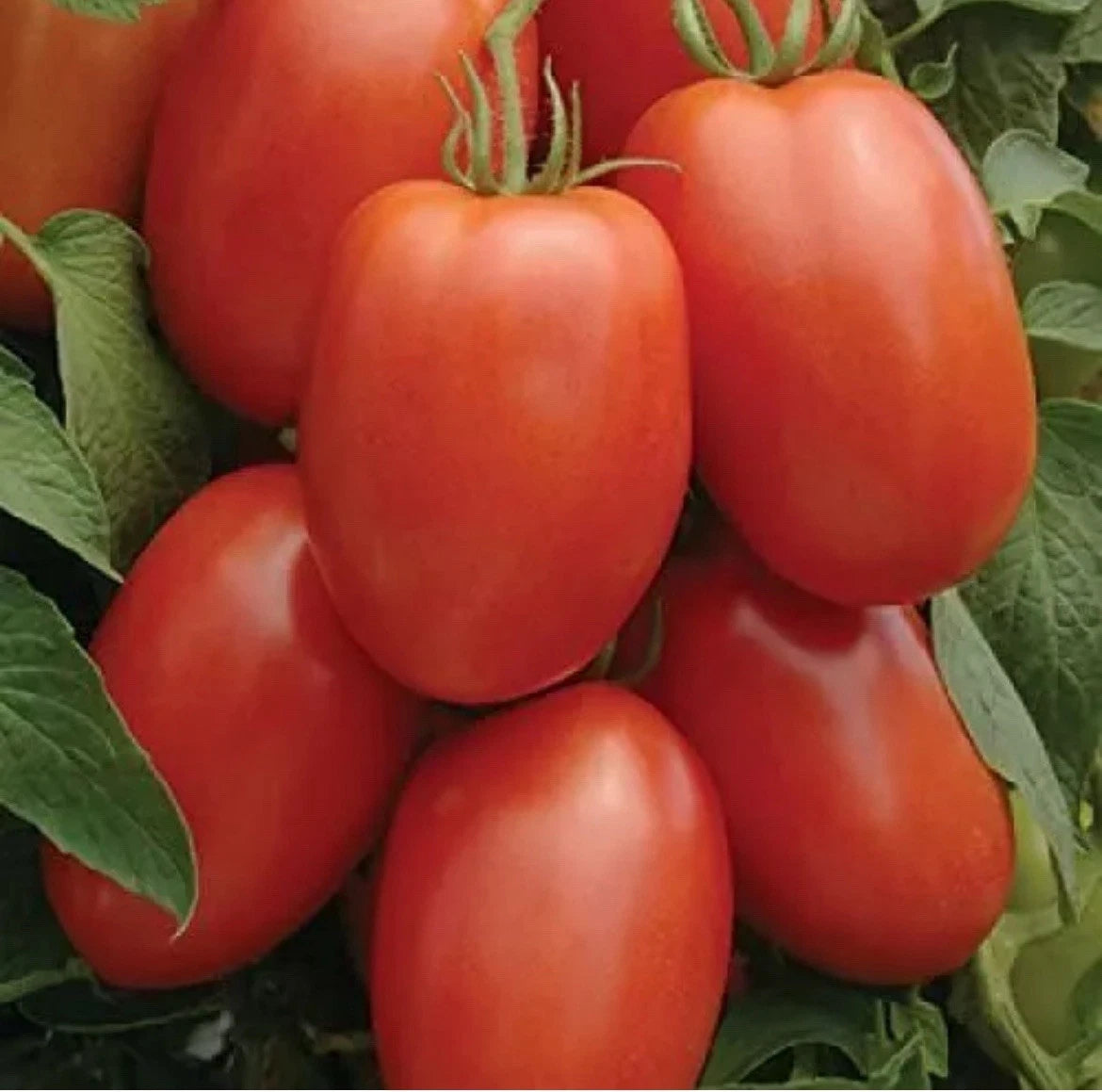 25 Non-GMO Roma Tomato Seeds - Easy Organic Garden Plant for Beginners - Perfect for Home Gardening (Solanum lycopersicum)