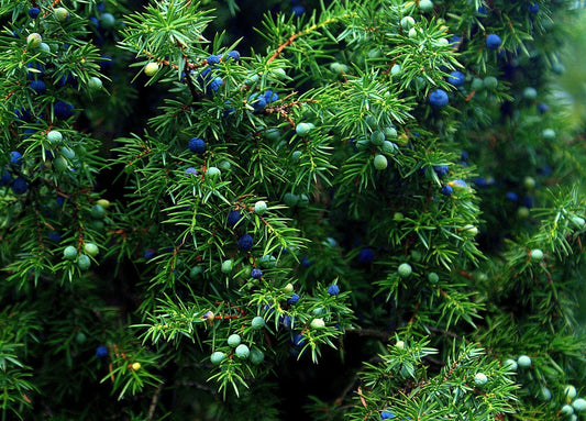 Juniper Seeds - 5+ Medicinal Seeds - One Seed Sacred Tree - Juniperus monosperma - Evergreen