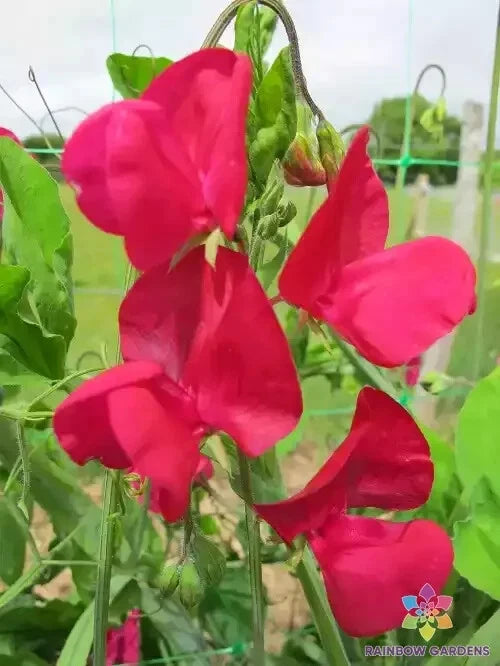 50+ Zorija Rose Sweet Pea Seeds for Garden Planting - Lathyrus odoratus - Non-GMO, USA Grown, Easy to Grow