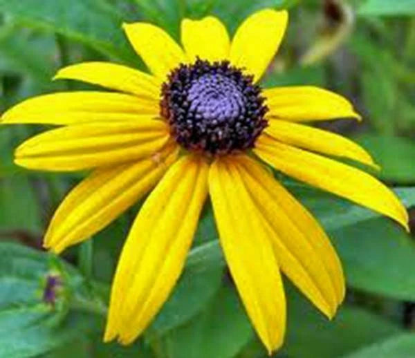 Black Eyed Susan Seeds - 500+ Count - Vibrant Colorful Flowers - Rudbeckia hirta