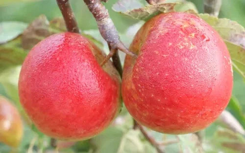 Chivers Delight Apple Seeds - 25+ Pack for Garden Planting - Malus domestica - USA Grown