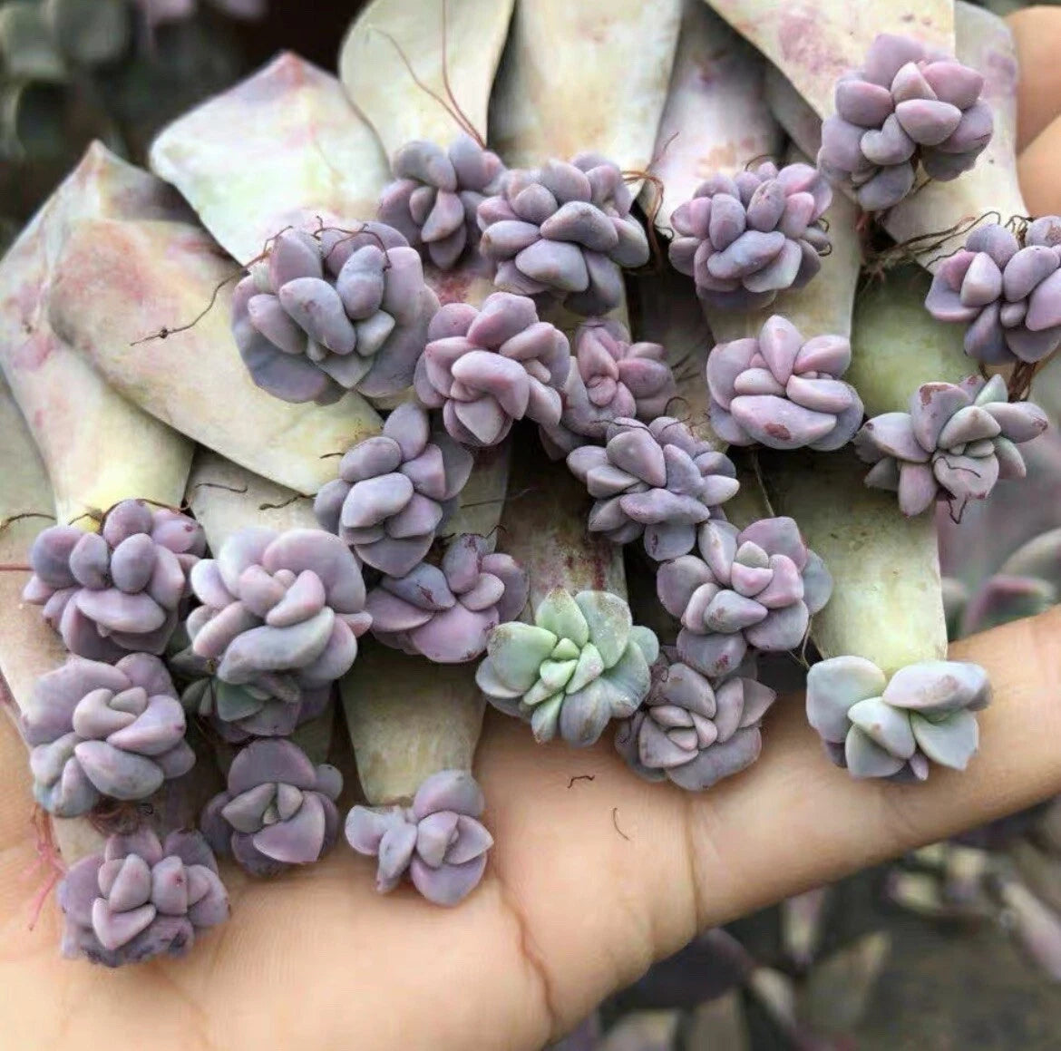 Assorted Leaf Rooted Succulent Plants - 20 Varieties - Unique Succulent Collection for Home and Garden Decor