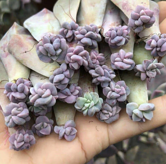 Assorted Leaf Rooted Succulent Plants - 20 Varieties - Unique Succulent Collection for Home and Garden Decor