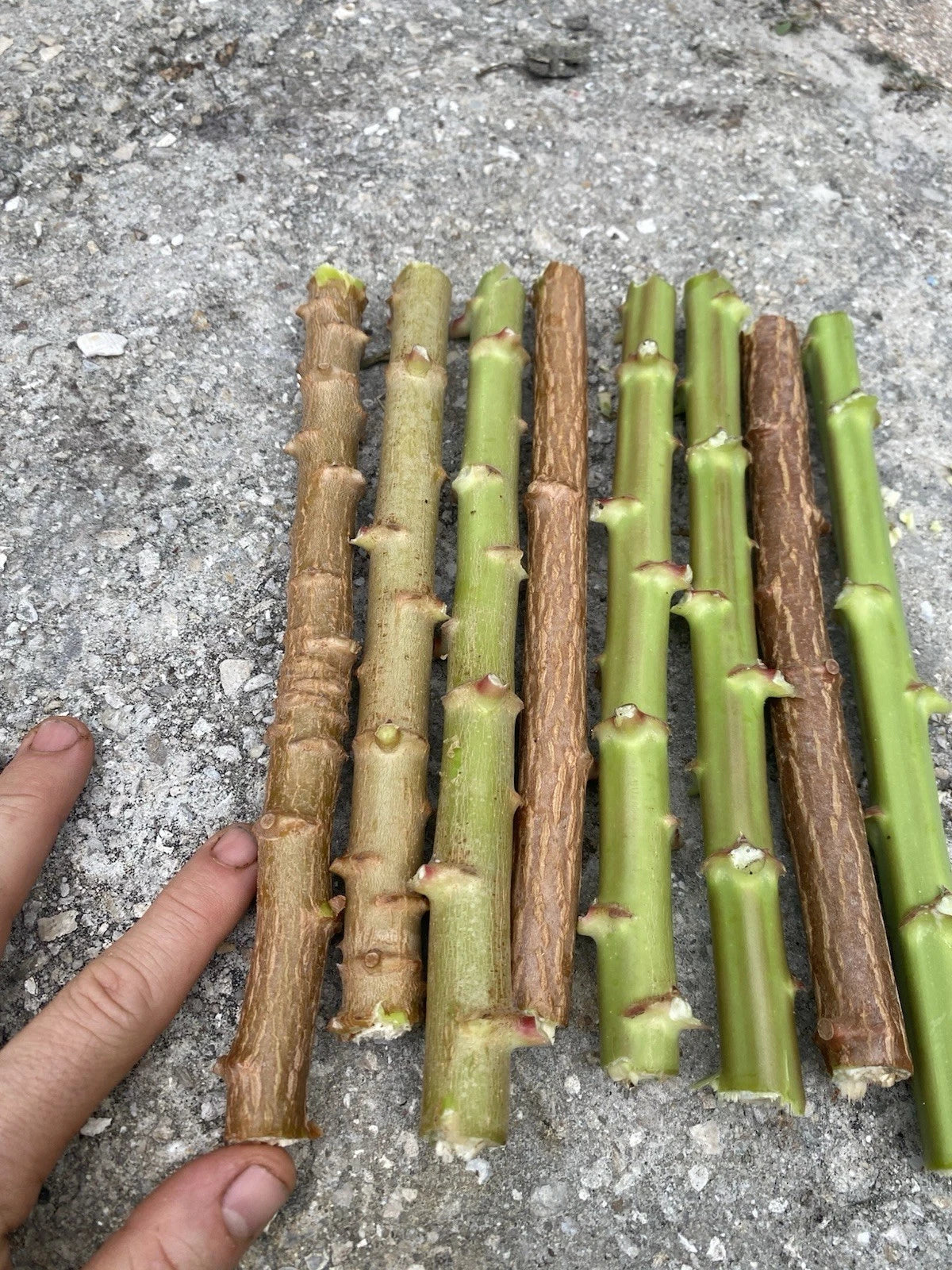 Yuca Cassava Cuttings 8-12” Organic Manihot Esculenta Live Stem Cuttings, Florida Grown