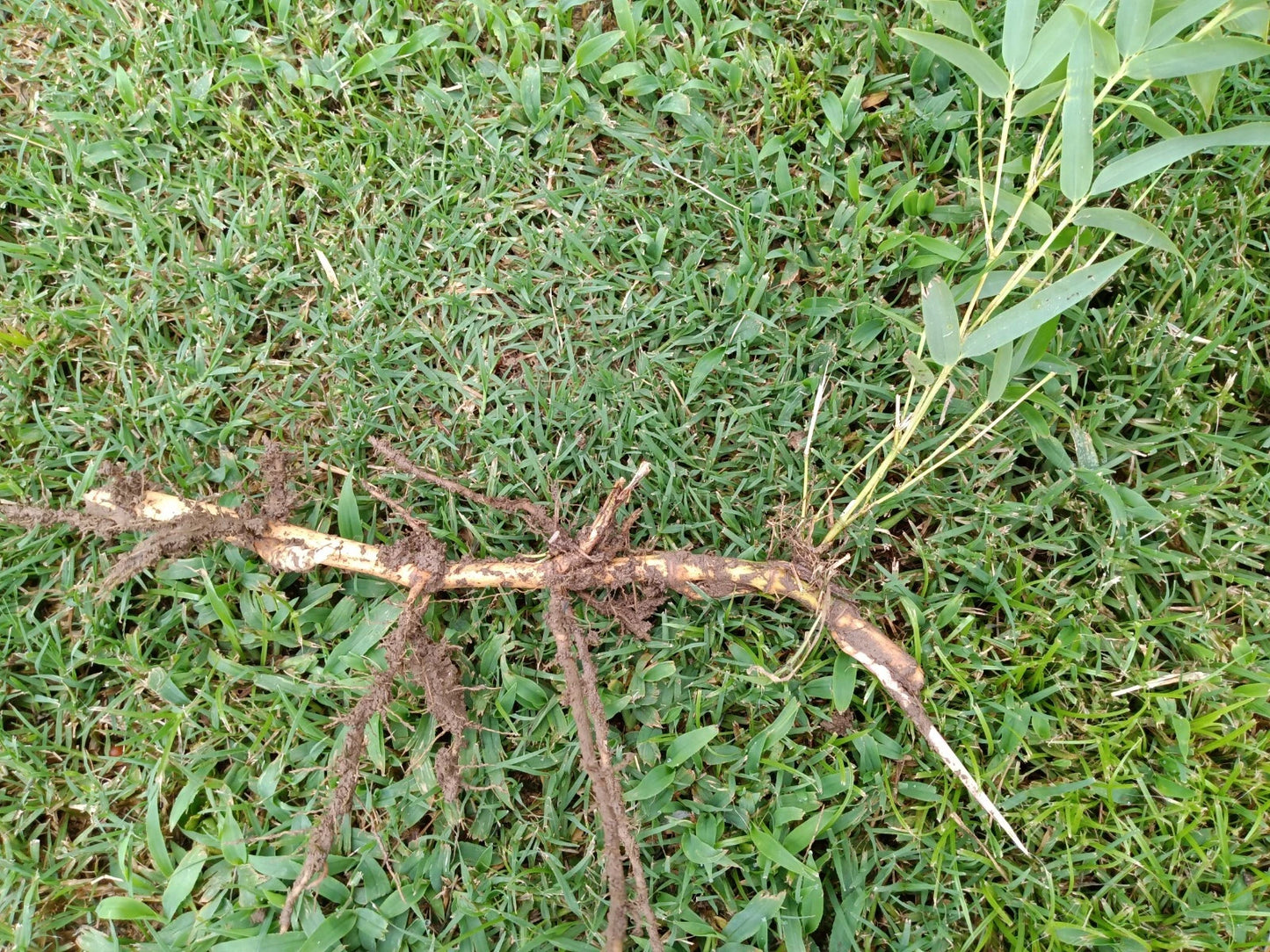 Moso Bamboo Roots - 6pc Live Hardy Bamboo Rhizomes - Phyllostachys ...