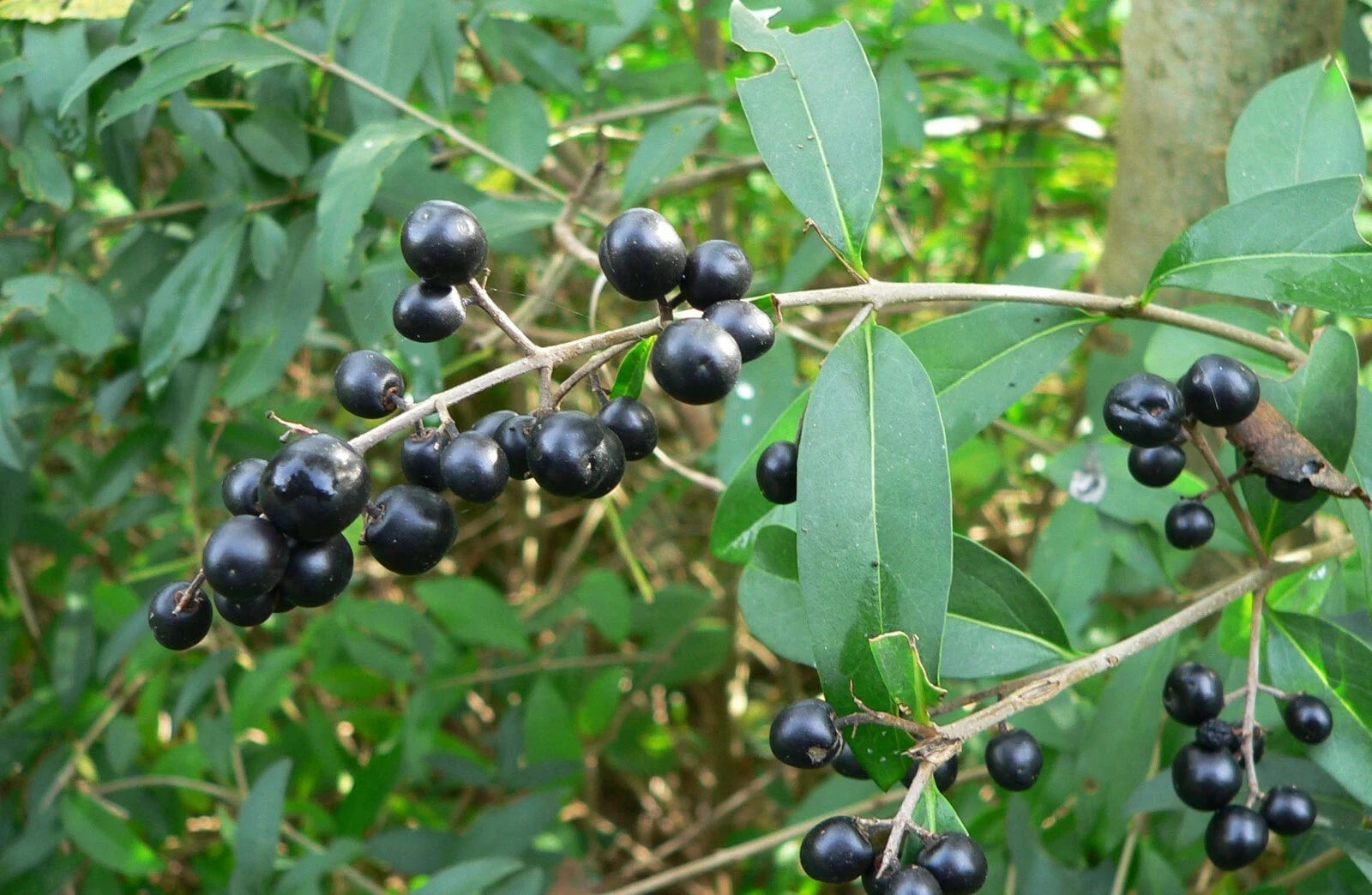 Common Privet Seeds, 20 Pack, European Privet, Ligustrum vulgare, Fast-Growing Hedge Plant for Privacy and Landscaping
