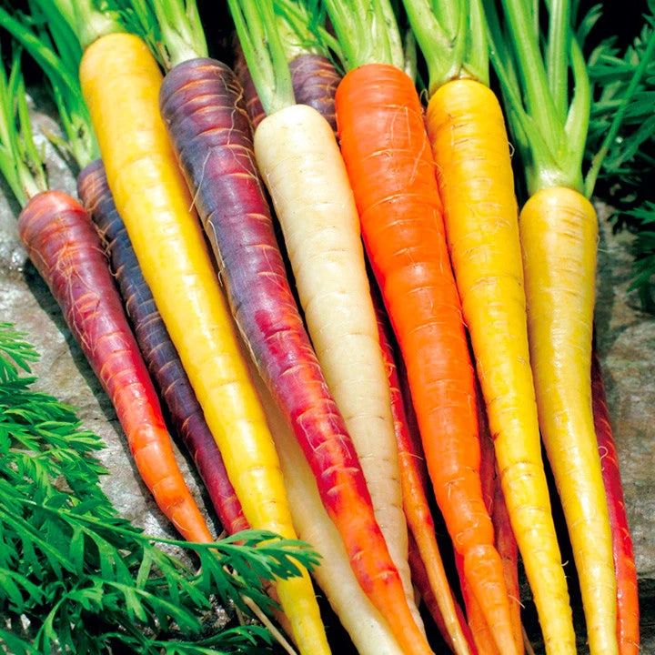 Rainbow Carrot Seeds 400+ Heirloom Variety 5 Colors Native Vegetable Garden Container