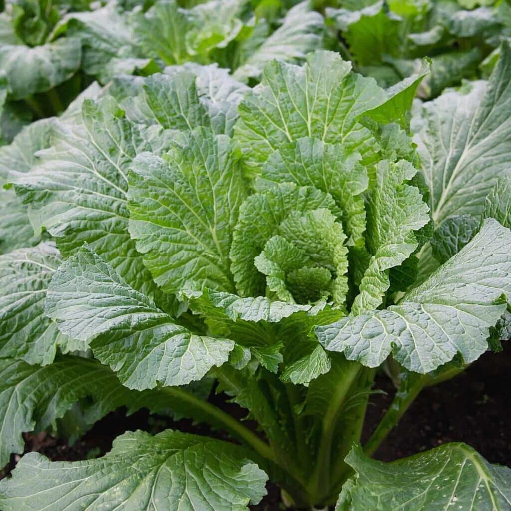 Michihili Cabbage Seeds - 500+ Seeds for Planting - Chinese Flat Variety - Brassica rapa subsp. pekinensis - USA