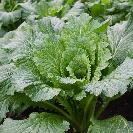 Michihili Cabbage Seeds - 500+ Seeds for Planting - Chinese Flat Variety - Brassica rapa subsp. pekinensis - USA