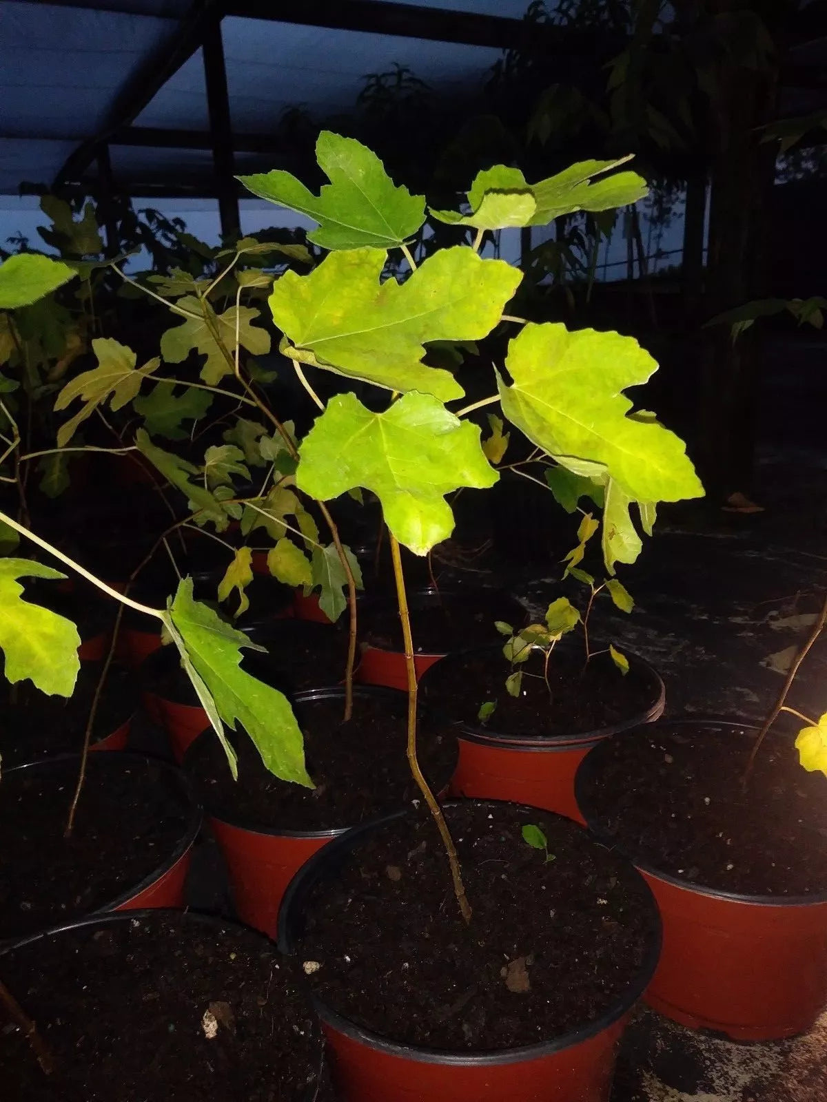 Ficus Black Mission Fig Tree 7"-10" Cold Hardy Live Plant Set of 2