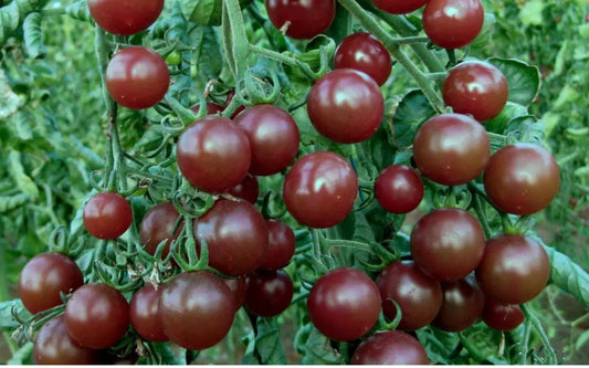 Chocolate Cherry Tomato Seeds - 10+ Heirloom Organic Seeds - Super Sweet Variety - Rare Garden Seeds