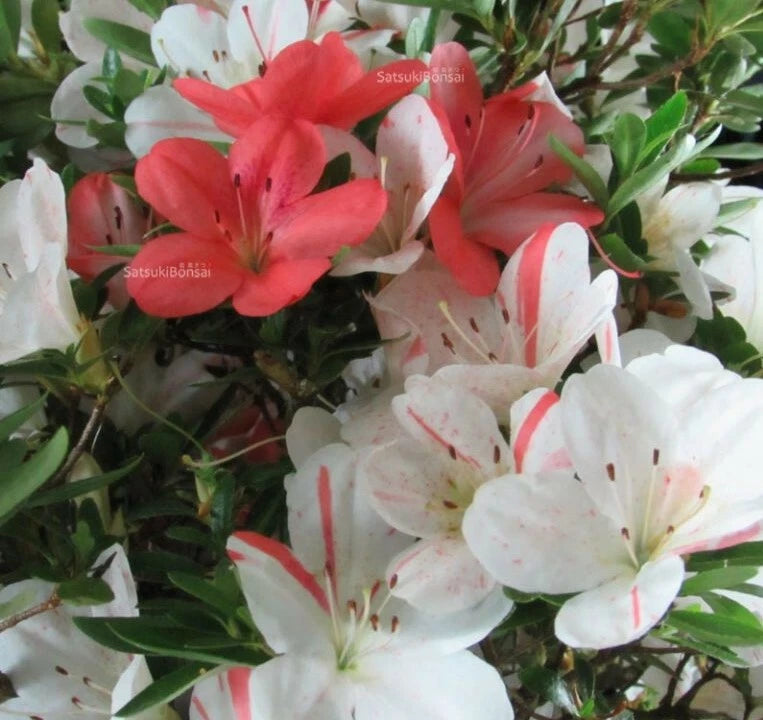 Azalea Starter Plant - White & Peach Striped - Rhododendron Deciduous - Perfect for Gardens & Landscaping