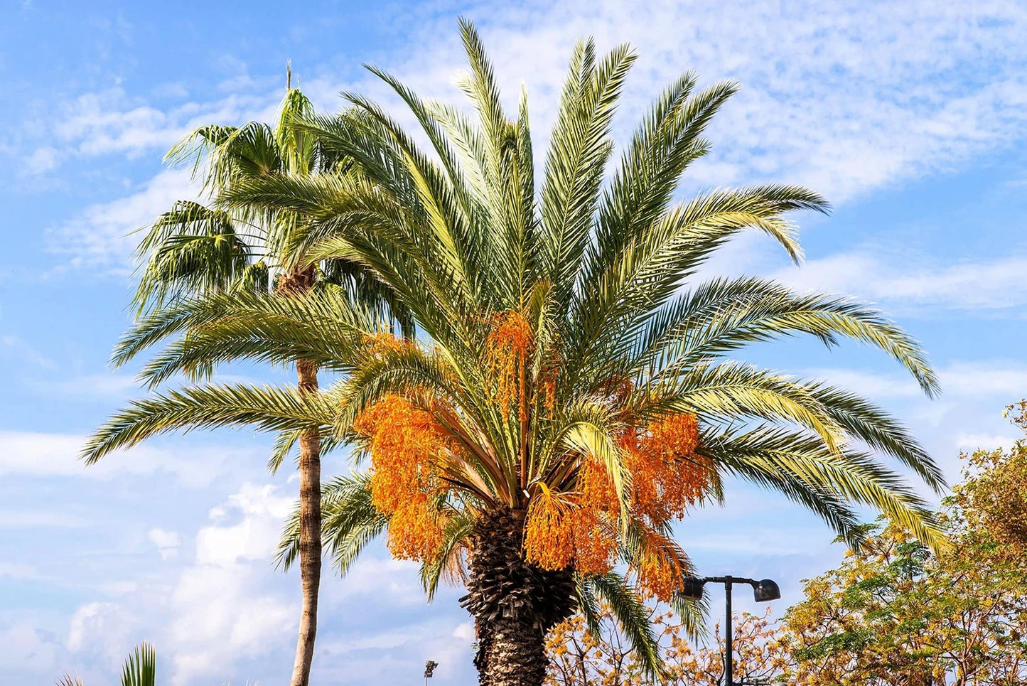Jelly Palm Seeds (5 Seeds) - Butia capitata, Coco Palm Trees for Planting, Tropical Garden, Hardy Palms