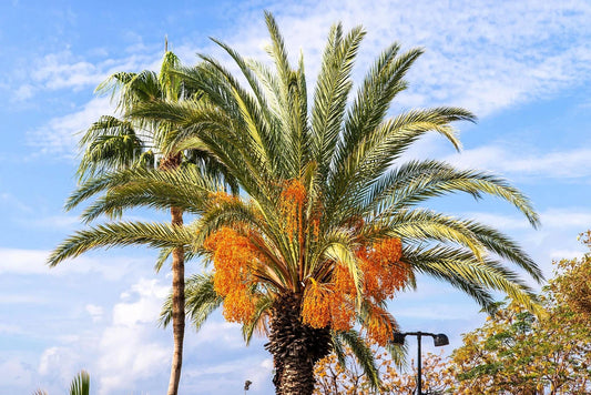 Jelly Palm Seeds (5 Seeds) - Butia capitata, Coco Palm Trees for Planting, Tropical Garden, Hardy Palms