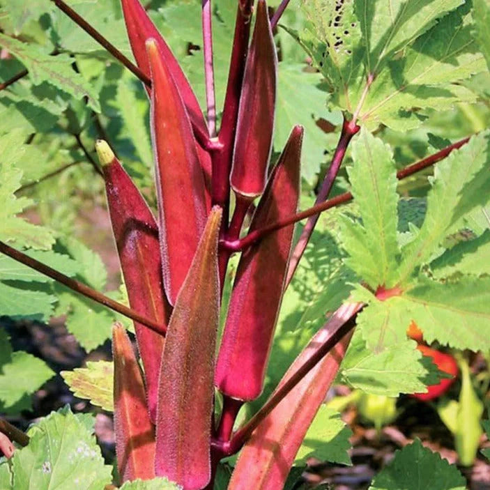 Burgundy Red Okra Seeds - 100+ Count - Organic Gardening Seeds for 2025 Planting - Abelmoschus esculentus