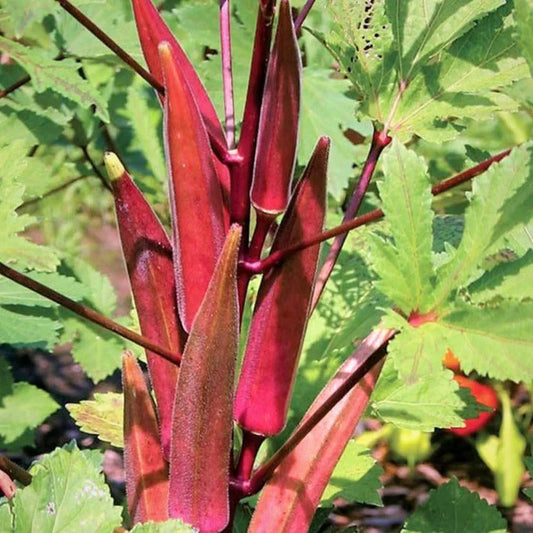 Burgundy Red Okra Seeds - 100+ Count - Organic Gardening Seeds for 2025 Planting - Abelmoschus esculentus
