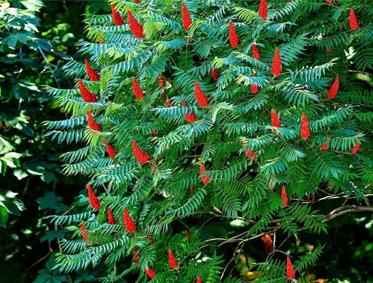 Staghorn Sumac Bush Seedlings - 1 Gallon - Native Plant - Rhus typhina