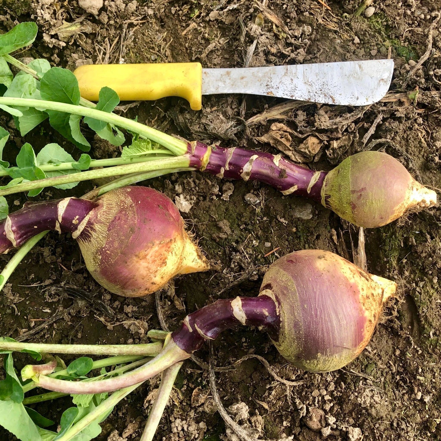 Joan Rutabaga Seeds - 500+ Heirloom Seeds for Garden Planting - Brassica napus - USA Grown - Non-GMO