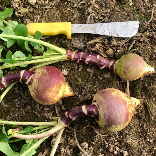 Joan Rutabaga Seeds - 500+ Heirloom Seeds for Garden Planting - Brassica napus - USA Grown - Non-GMO