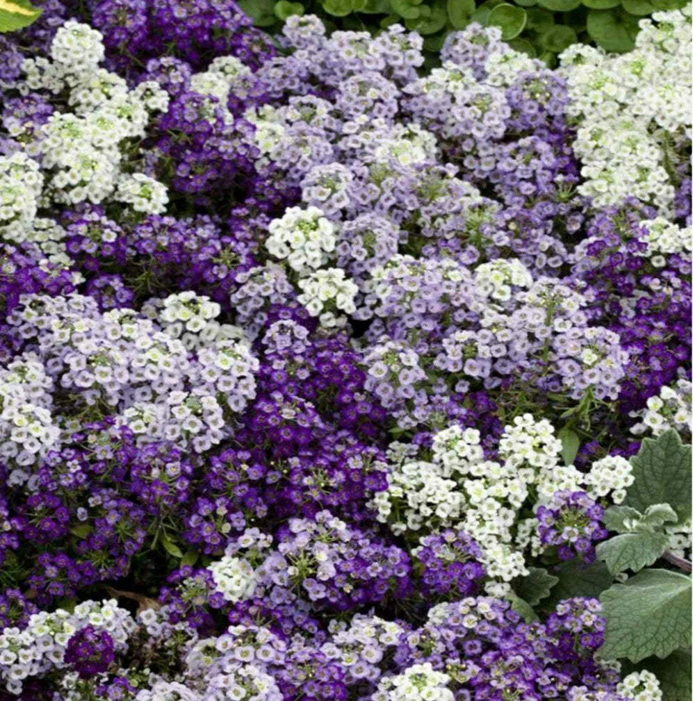 Sweet Alyssum Flower Seeds - 100 Count Color Mix - Lobularia maritima Seed Pack