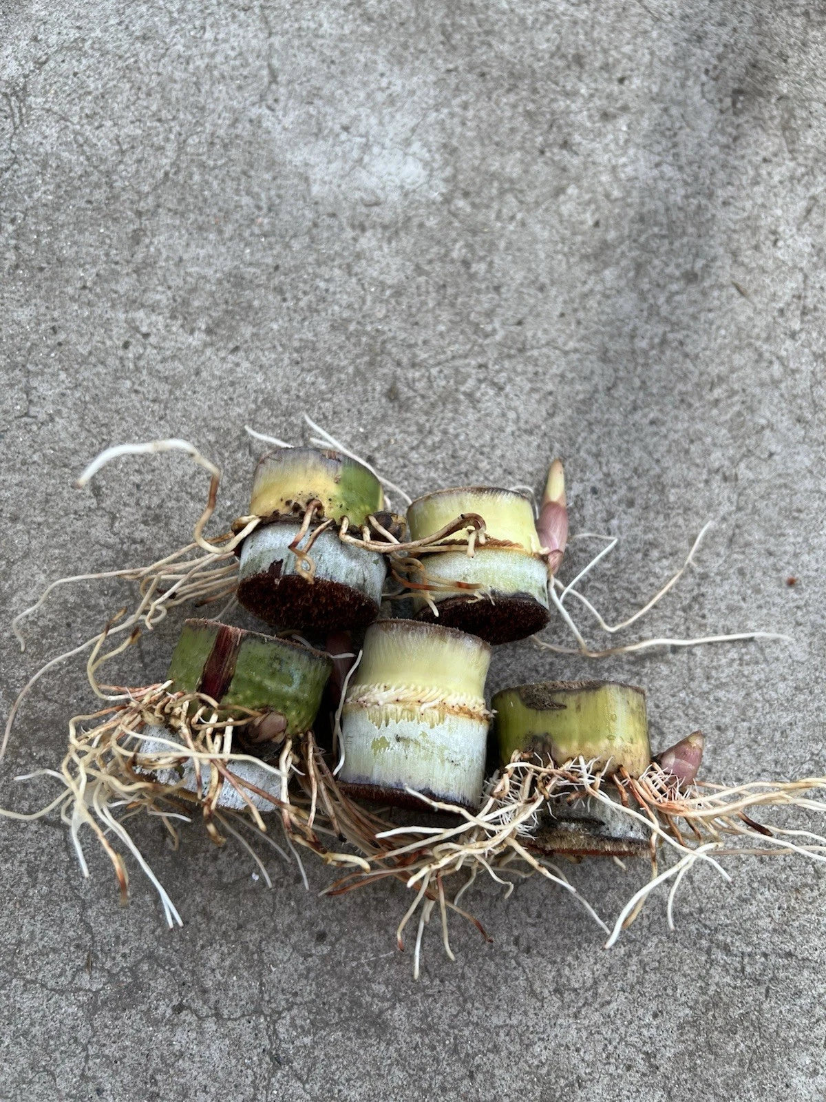 Rooted Sugarcane Cuttings - 5pcs Sweet Juicy Tropical Plant - Ready to Grow - Saccharum officinarum