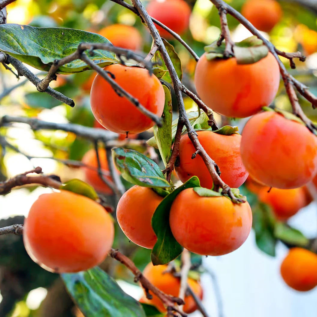 Organic Japanese Fuyu Persimmon Tree Scions Cuttings 6-8in for Rooting and Grafting - Diospyros kaki