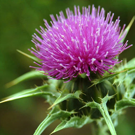 Milk Thistle Seeds 50+ Pack - Silybum marianum - Organic Herbal Seeds for Liver Health