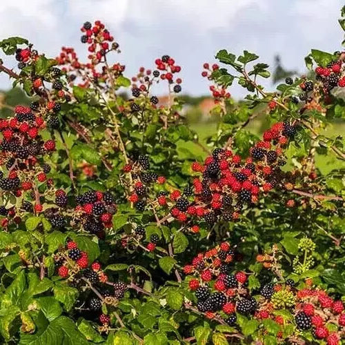 Blackberry Cuttings 6-8" Unrooted Organic Rubus fruticosus USA Wild Planting