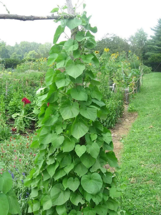 Kentucky Pole Bean Seeds | 50+ Non-GMO Heirloom Seeds for Planting | Phaseolus vulgaris