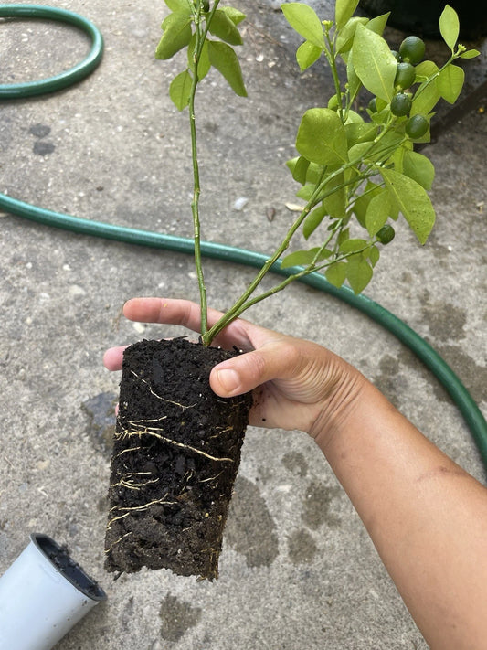 Calamansi Live Plant in Pot - Asian Calamansi, Calamondin - Air-layered Citrus Plant