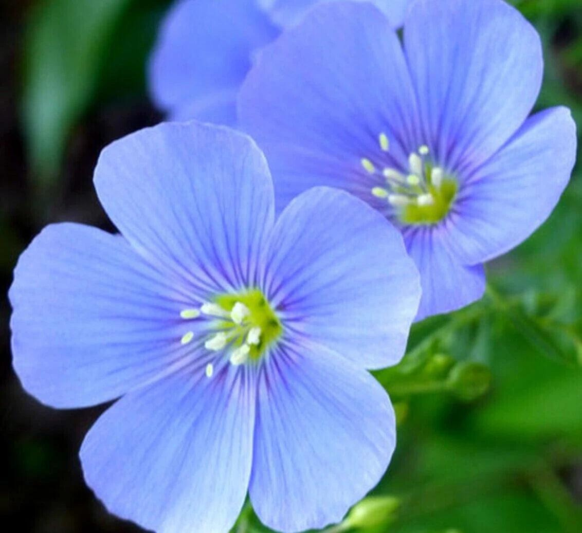 Blue Flax Flower Seeds 1000+ Perennial Wildflower Ornamental Garden Seeds (Linum perenne) - Free Shipping