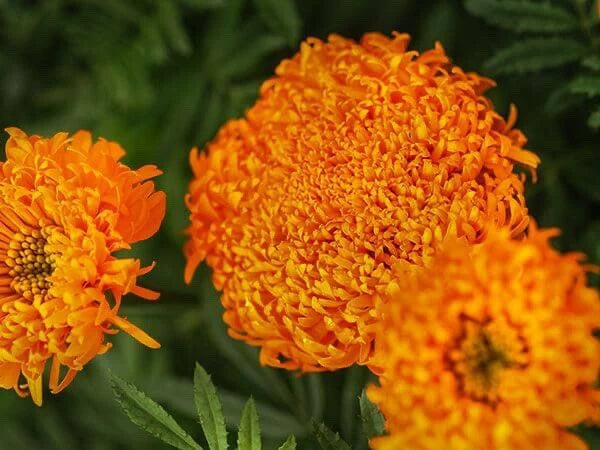 25+ Spun Orange Marigold Seeds for Garden Planting - Tagetes erecta - Heirloom Flower Seeds - USA
