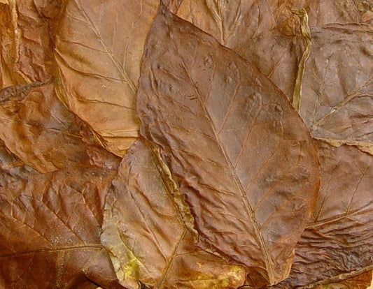 Bulk Tobacco Seeds - 1000+ Count - Mild Chewing Variety - Nicotiana tabacum