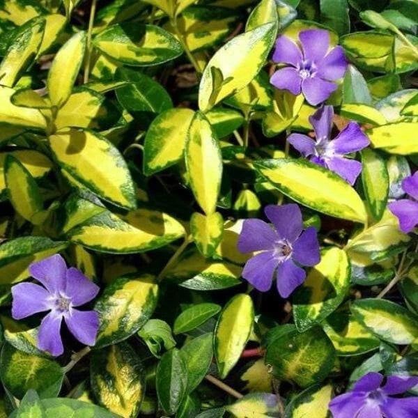 Periwinkle Plant Plug - Variegated Vinca Minor - Indoor/Outdoor Ground Cover Plant
