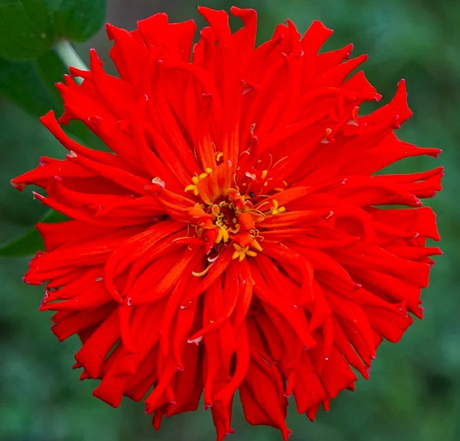 Red Giant Cactus Zinnia Seeds - 100+ Seeds - Zinnia elegans - Vibrant Red Flowers, Easy to Grow