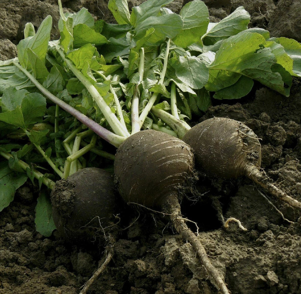 Black Spanish Round Radish Seeds - Raphanus Niger - Winter Vegetable Daikon - Heirloom Variety 2025