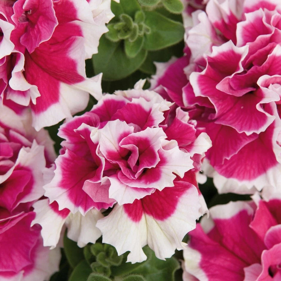 50 Double Pink White Petunia Seeds | Flower Seeds | Petunia × atkinsiana | US Seller