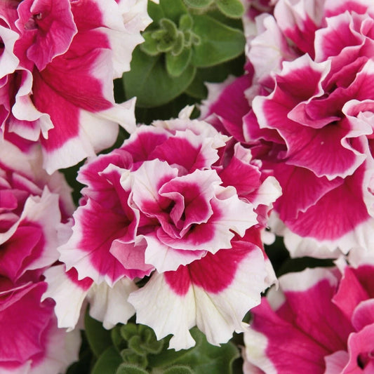 50 Double Pink White Petunia Seeds | Flower Seeds | Petunia × atkinsiana | US Seller