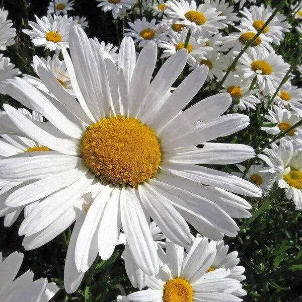 Alaska Shasta Daisy Seeds - 200 Organic Perennial Seeds - Free Shipping - Leucanthemum × superbum