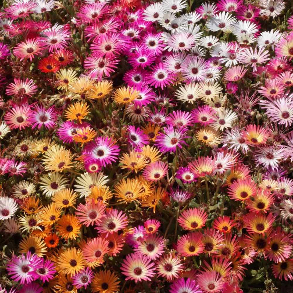 Ice Plant Mix Seeds - Livingstone Daisy - Various Sizes Available - Delosperma spp.