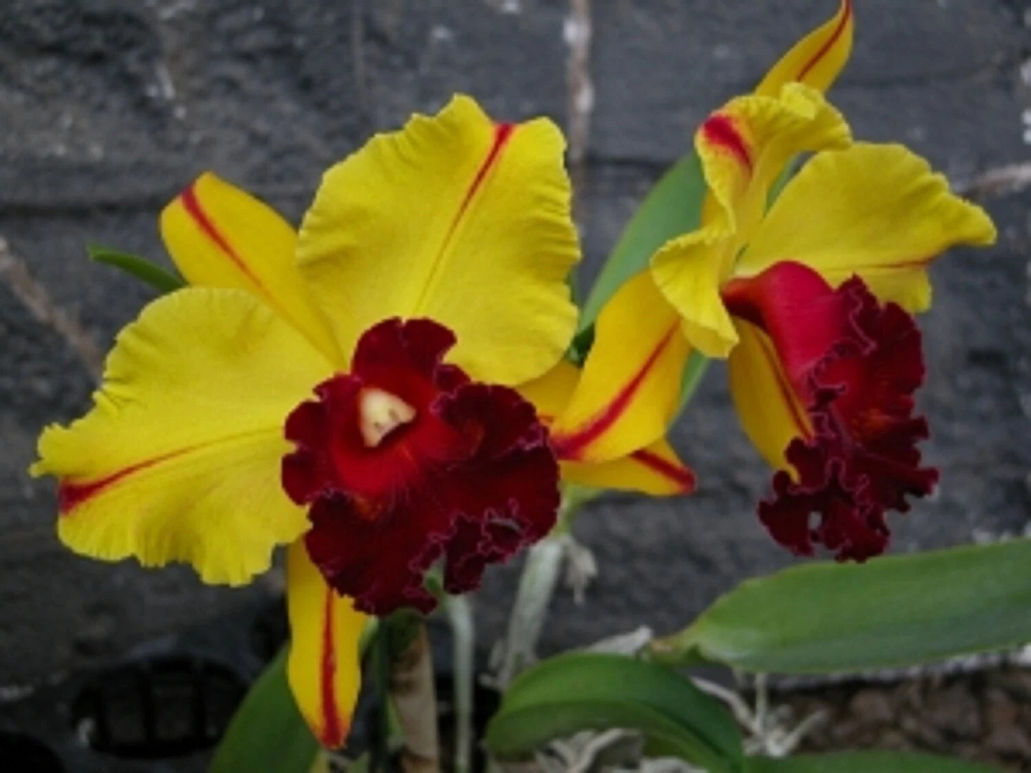 Cattleya Orchid Plant 2.5" Pot Rlc. Toshie Aoki 'Pizazz' AM/AOS