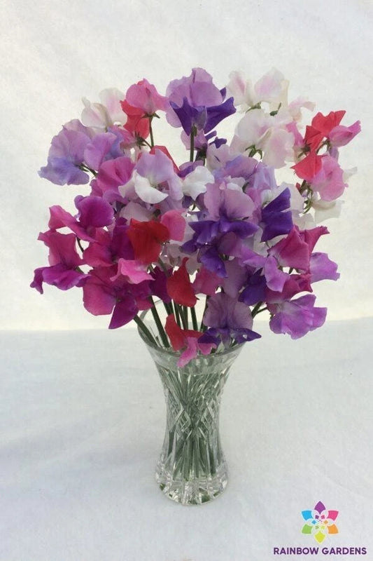 Bicolour Mixture Sweet Pea Seeds - 50+ Pack - Lathyrus odoratus - Garden Planting - USA