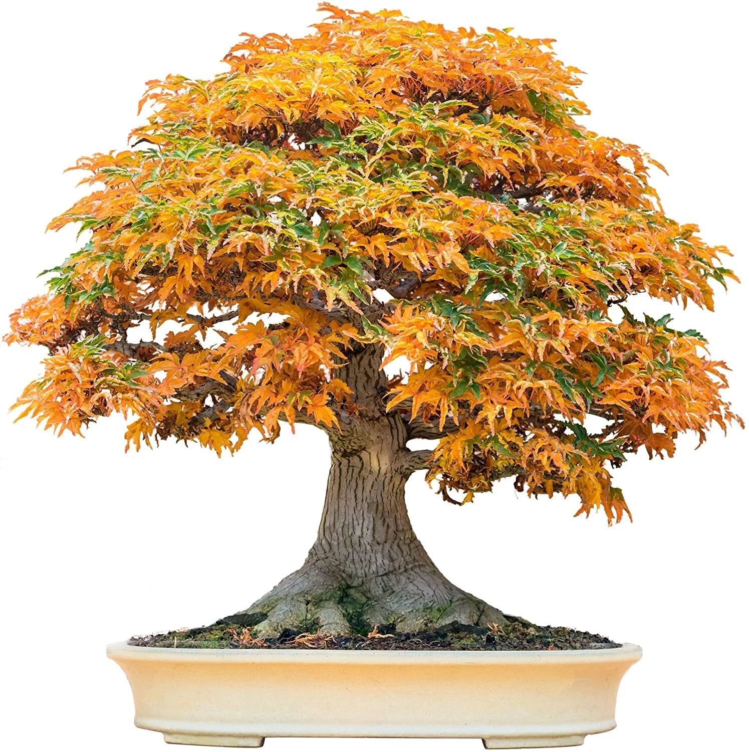 Bonsai Tree Seeds - Trident Maple, 30+ Seeds, Ideal for Bonsai Cultivation (Acer buergerianum)