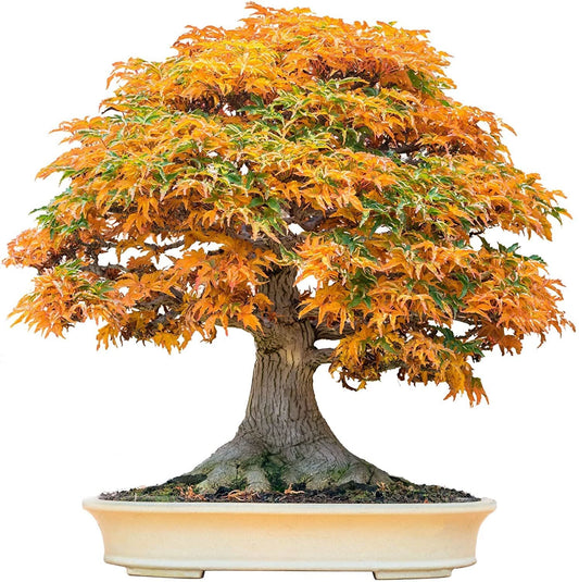 Bonsai Tree Seeds - Trident Maple, 30+ Seeds, Ideal for Bonsai Cultivation (Acer buergerianum)