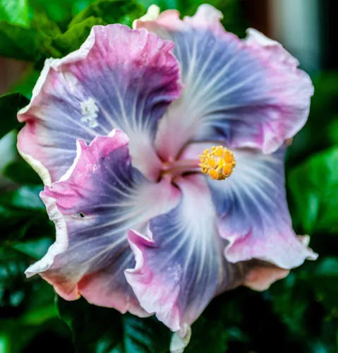 Blue Purple Hibiscus Seeds - 20 Hardy Perennial Tropical Exotic Flower Seeds - Hibiscus rosa-sinensis