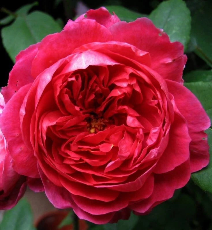 Benjamin Britten Rose Cuttings - 4 Live Shrub Plant Cuttings - David Austin Variety - Rosa 'Benjamin Britten'