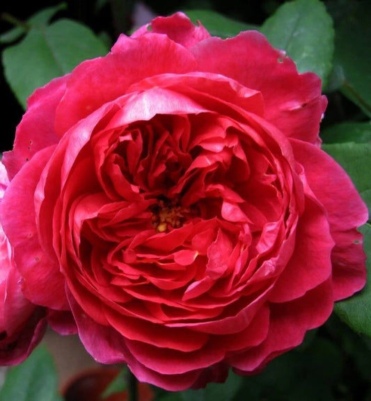 Benjamin Britten Rose Cuttings - 4 Live Shrub Plant Cuttings - David Austin Variety - Rosa 'Benjamin Britten'