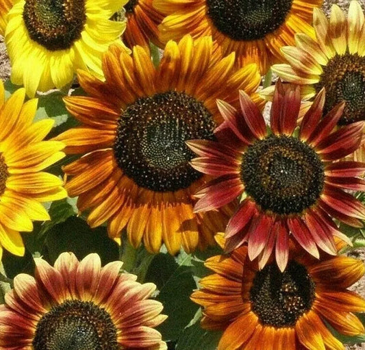 Mardi Gras Sunflower Seeds 30+ Annual Flower Mix for Garden Bees & Butterflies, Helianthus annuus
